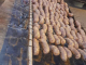 20230423-choris-01