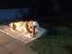20251227-pesebre-31