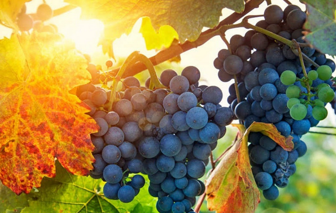 EL EVANGELIO DEL DÍA