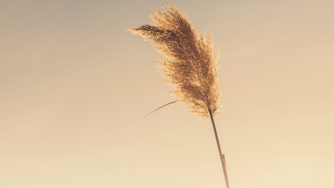 EL EVANGELIO DEL DÍA